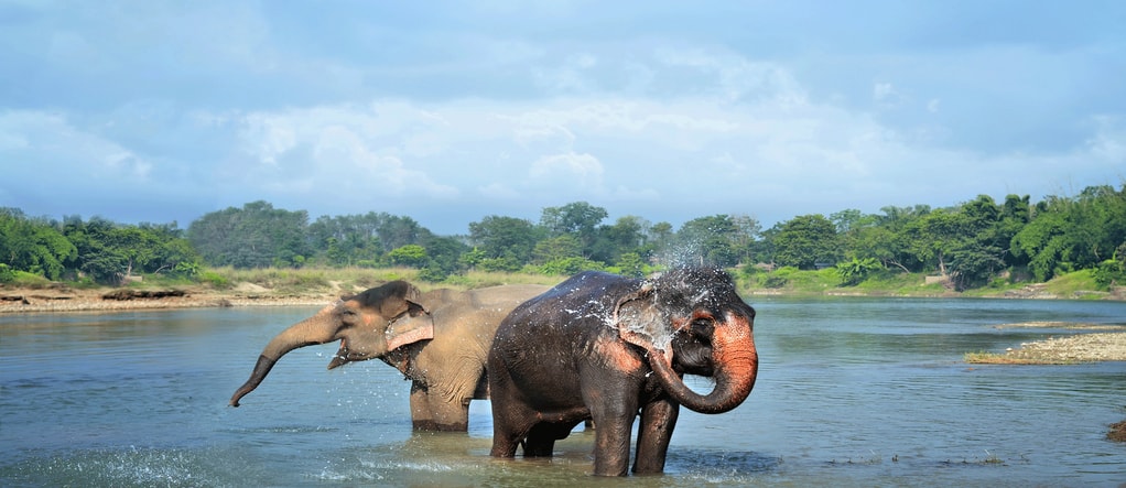 Elephant water shower