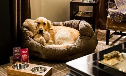 Is Pet-Friendly Places In India The Most Trending Thing Now?
