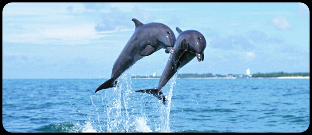 Dolphins goa
