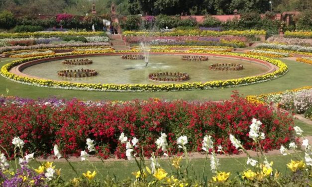 The Bouquet Of Colorful Flowers At Mughal Garden Awaits Your Presence! Visit before 8th March