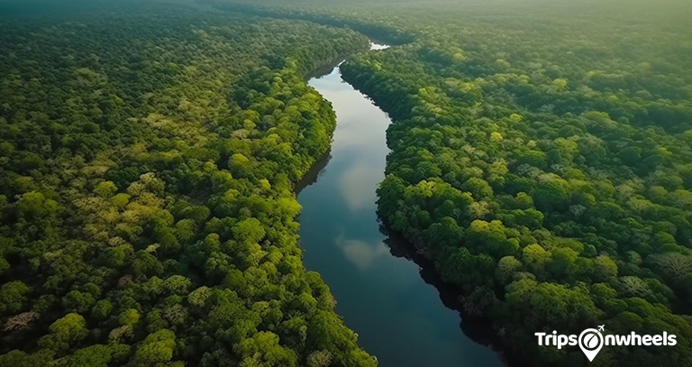 The Magnificence of the Amazon Rainforest - Tripsonwheels